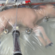 A lamb in an artificial womb from a team at the Children’s Hospital of Philadelphia. (Image: The Children’s Hospital of Philadelphia)